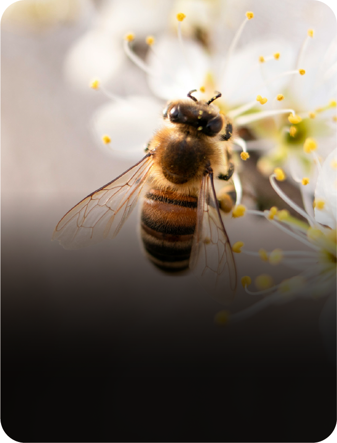 Pesquisa de Campo em Polinização